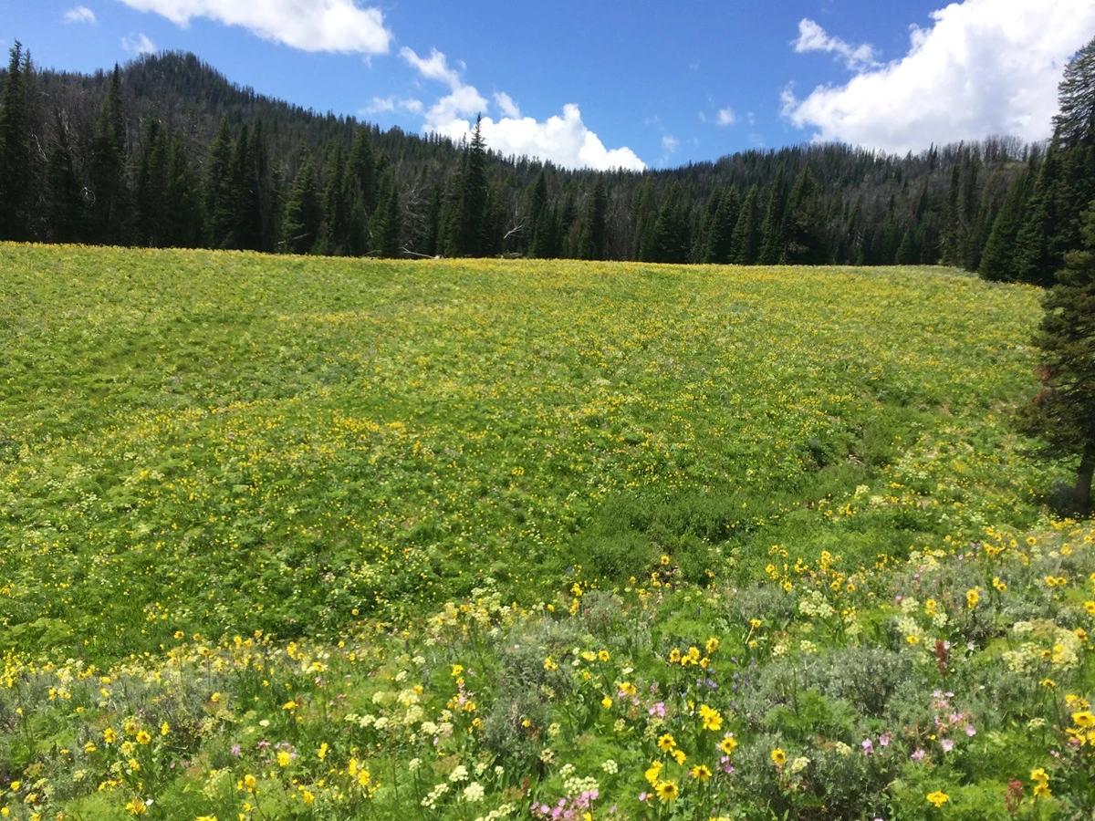 horse pack trips in yellowstone