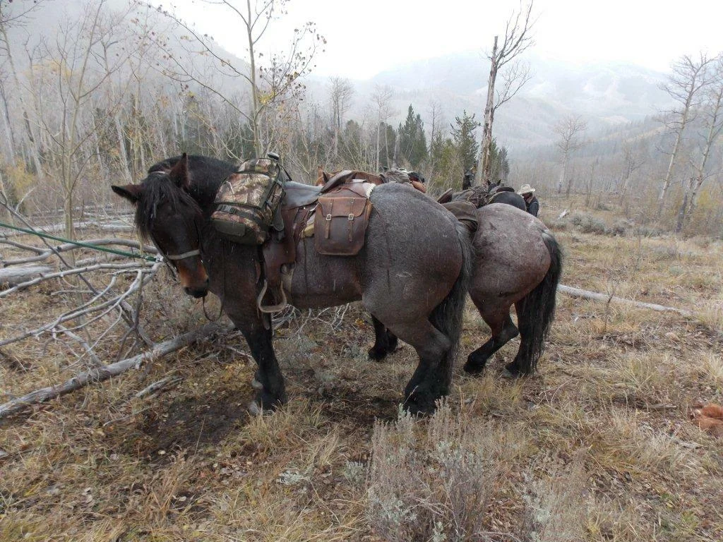 wyoming elk hunting outfitters