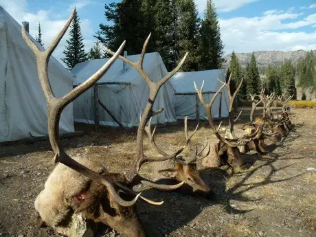 wyoming elk hunting outfitters